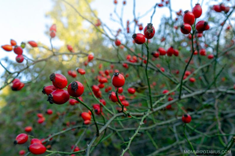 Rosehips: Uncover 7 Powerful Health Benefits & a Delicious Tea Recipe