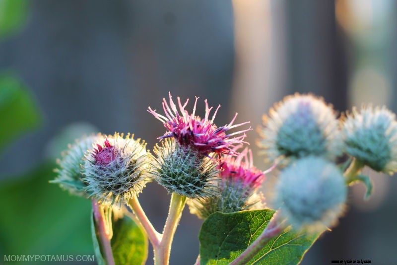 Burdock Root: 8 Health Benefits & Simple Tea Recipe
