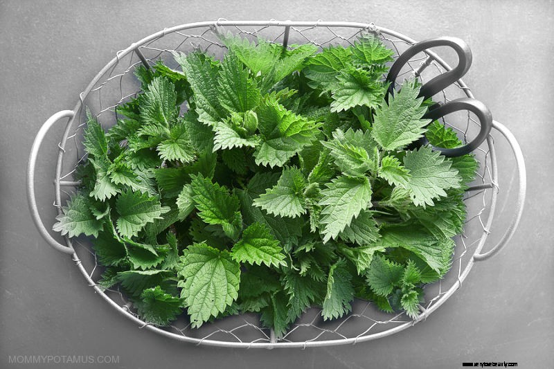 Nettle Tea: 10 Health Benefits & Simple Brewing Guide