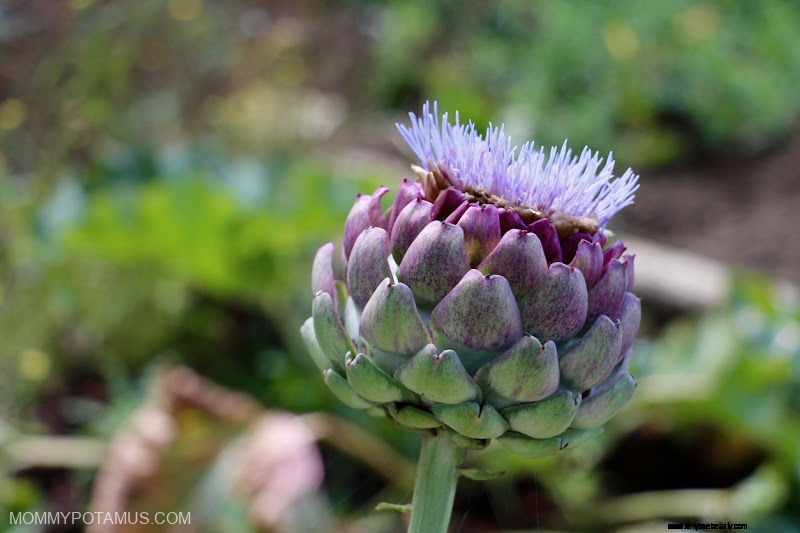 Artichoke Leaf Benefits & Uses: A Comprehensive Guide