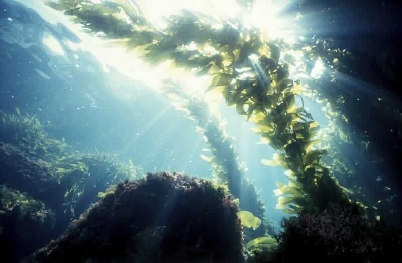 DIY Seaweed Face Mask: Rejuvenate Your Skin Naturally