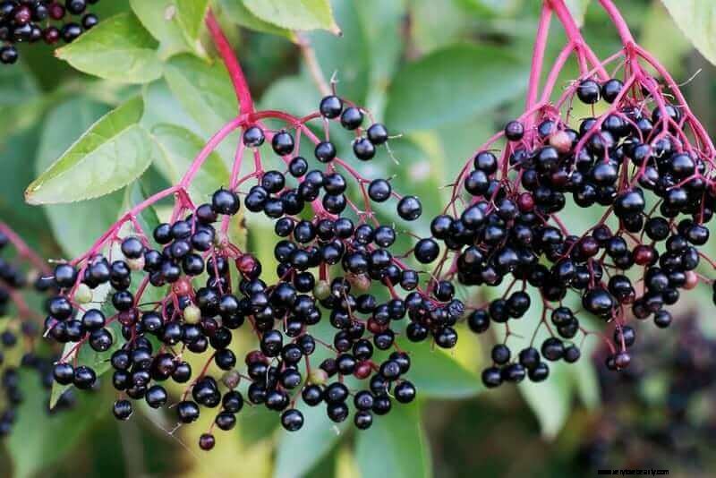 Elderberry Syrup Recipe: Boost Your Immunity Naturally (with Video)