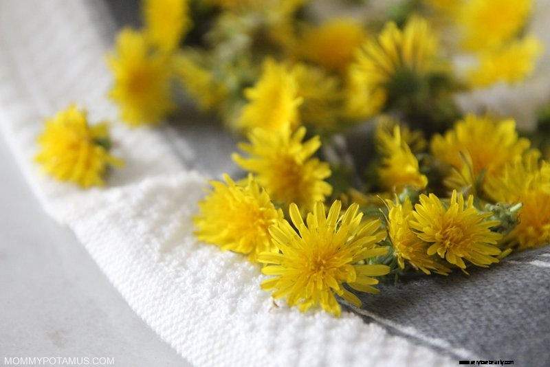 Dandelion Oil: Extraction, Benefits & 5 Creative Uses