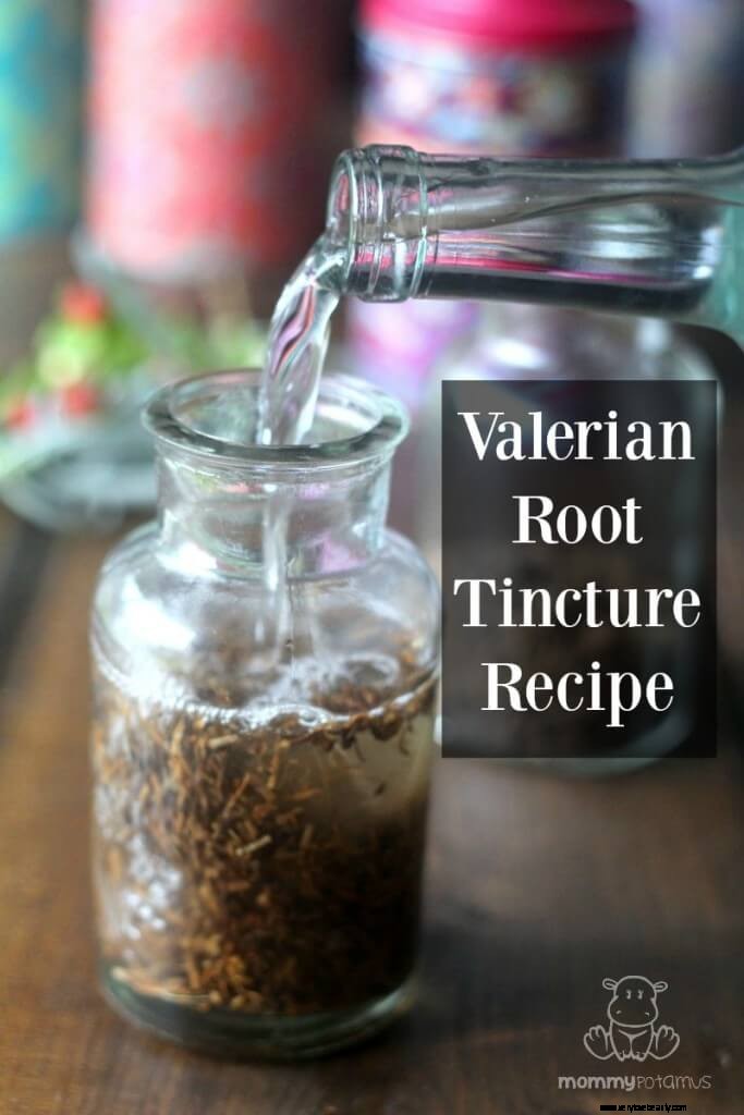Valerian Root: Benefits, Uses & DIY Tincture/Tea Recipes