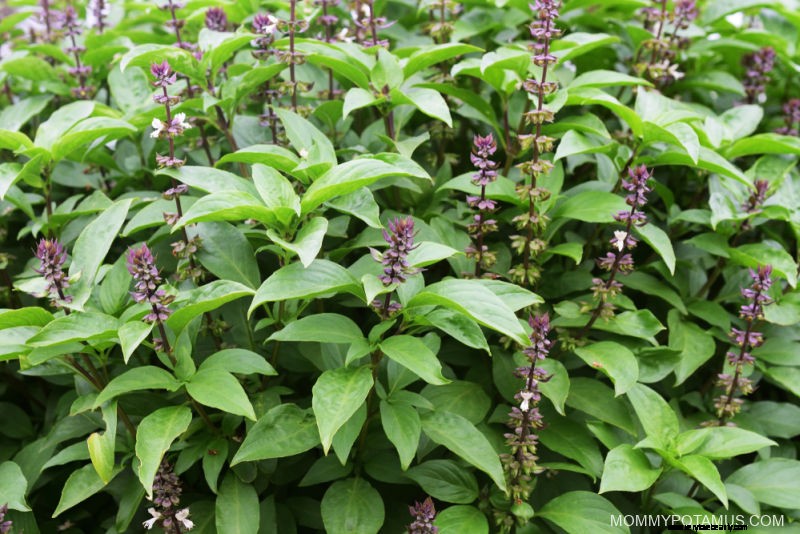 Holy Basil (Tulsi): Benefits, Uses & Tea Recipe
