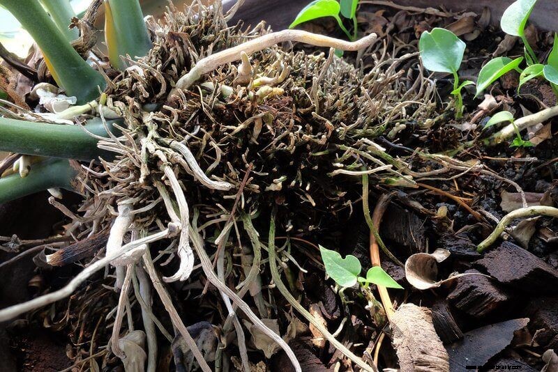 Kava: Benefits, Uses, and How to Prepare Traditional Kava Tea