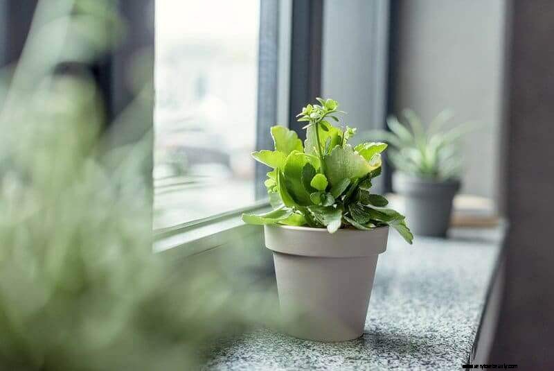 Improve Your Home s Air Quality: 9 Proven Methods