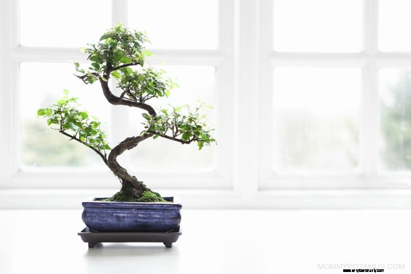 Improve Your Home s Air Quality: 9 Proven Methods