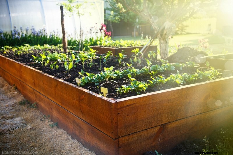 Beginner s Guide to Vegetable Gardening: Start Growing Your Own Food