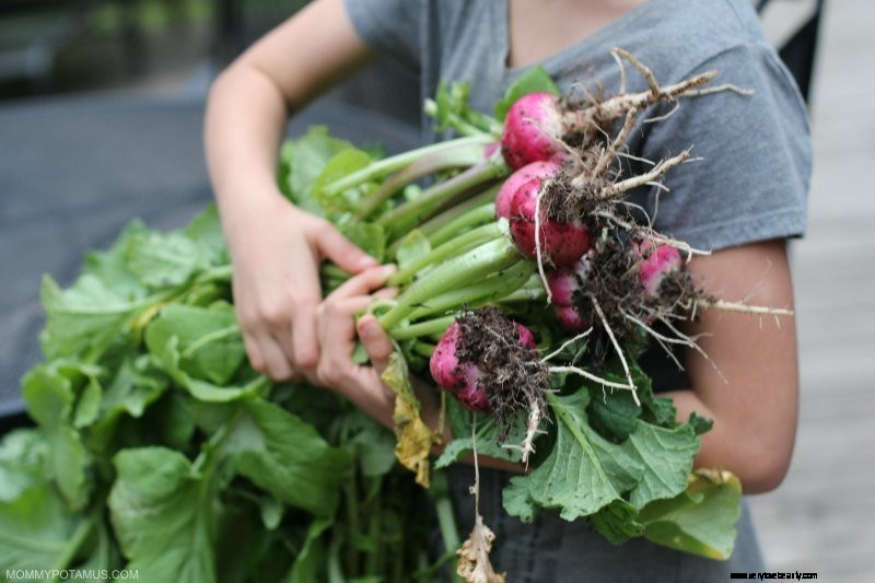 Beginner s Guide to Vegetable Gardening: Start Growing Your Own Food