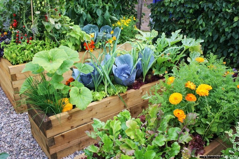 Beginner s Guide to Vegetable Gardening: Start Growing Your Own Food