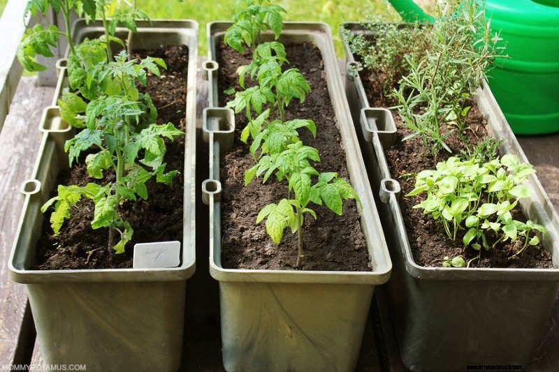 Beginner s Guide to Vegetable Gardening: Start Growing Your Own Food
