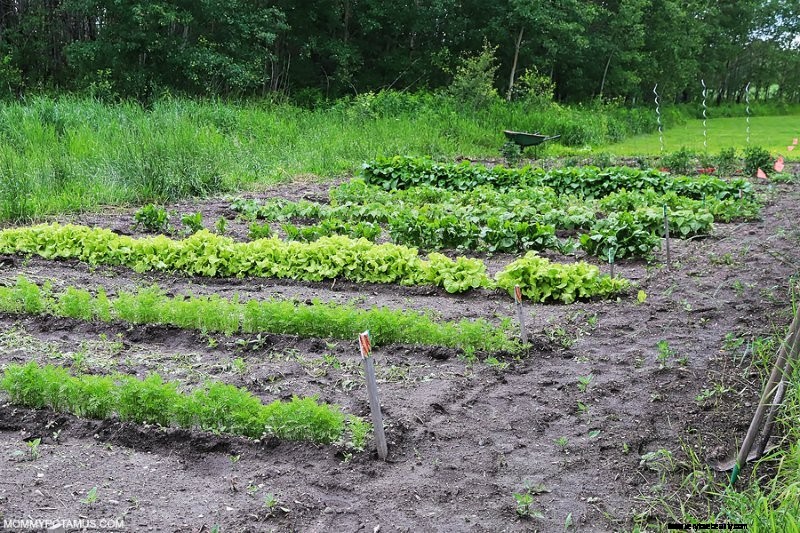 Beginner s Guide to Vegetable Gardening: Start Growing Your Own Food