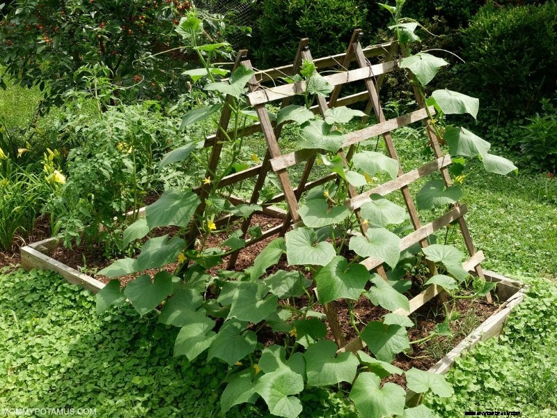 Beginner s Guide to Vegetable Gardening: Start Growing Your Own Food