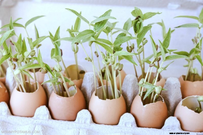 Beginner s Guide to Vegetable Gardening: Start Growing Your Own Food