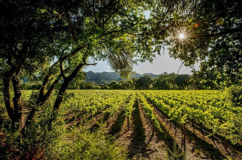 Wine and Health: Exploring the Benefits and Risks
