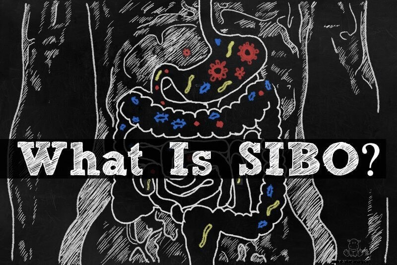 SIBO: Symptoms, Causes, and Effective Treatment Strategies