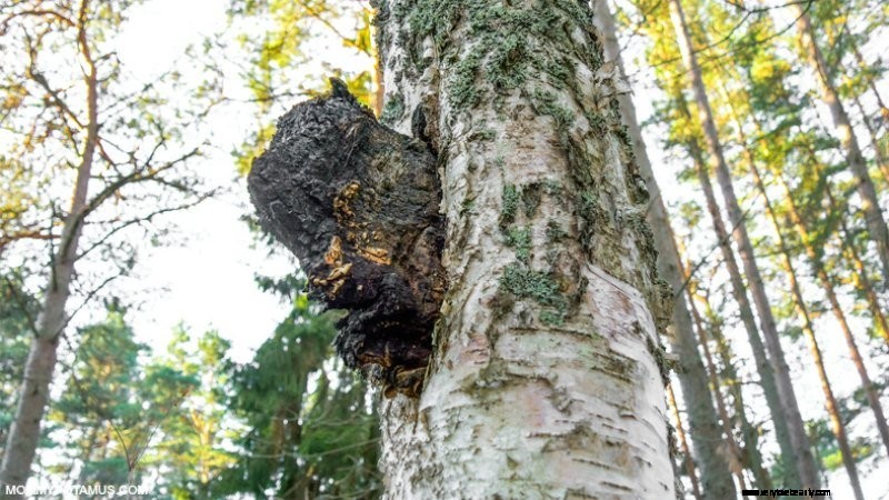 Chaga Mushrooms: 6 Science-Backed Health Benefits