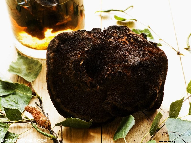 Chaga Mushrooms: 6 Science-Backed Health Benefits