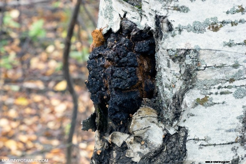 Chaga Mushrooms: 6 Science-Backed Health Benefits