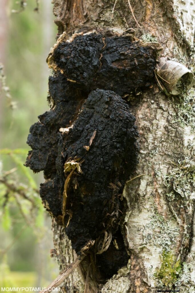 Chaga Mushrooms: 6 Science-Backed Health Benefits