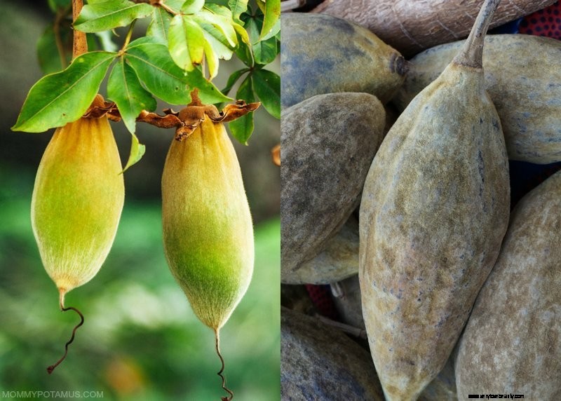 Baobab Fruit Powder: Benefits, Uses & Nutritional Powerhouse