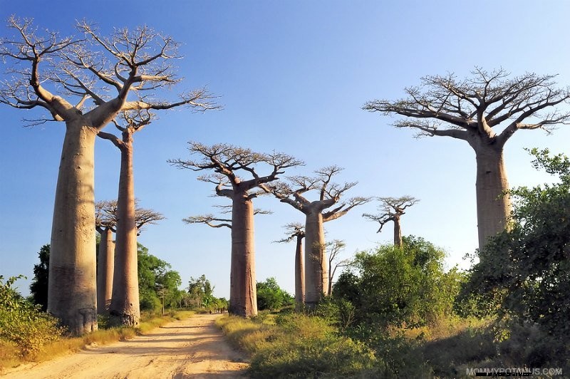 Baobab Fruit Powder: Benefits, Uses & Nutritional Powerhouse