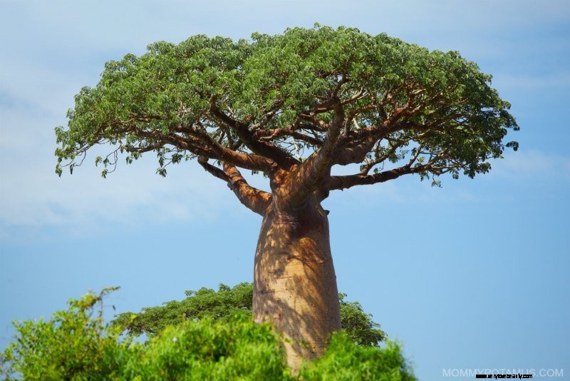 Baobab Fruit Powder: Benefits, Uses & Nutritional Powerhouse
