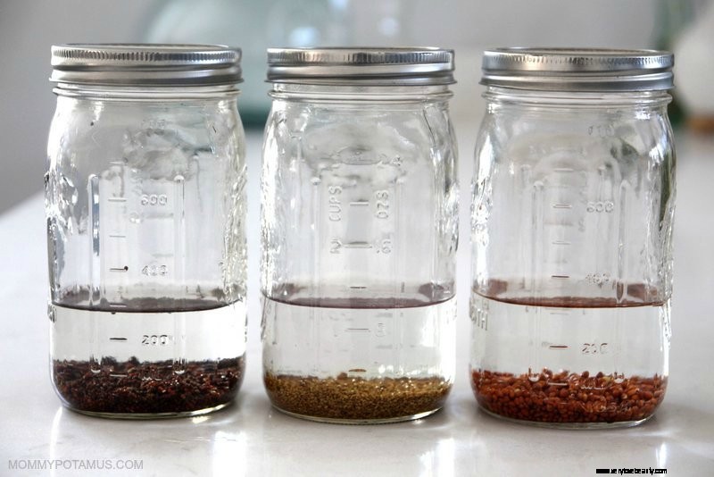 Grow Sprouts at Home: A Simple Guide to Fresh, Nutritious Sprouts