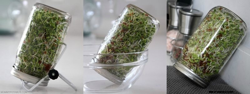 Grow Sprouts at Home: A Simple Guide to Fresh, Nutritious Sprouts