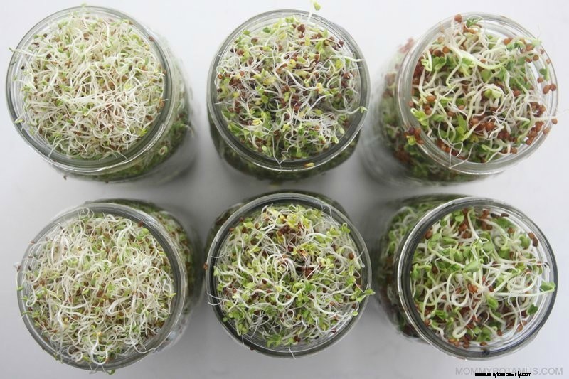 Grow Sprouts at Home: A Simple Guide to Fresh, Nutritious Sprouts