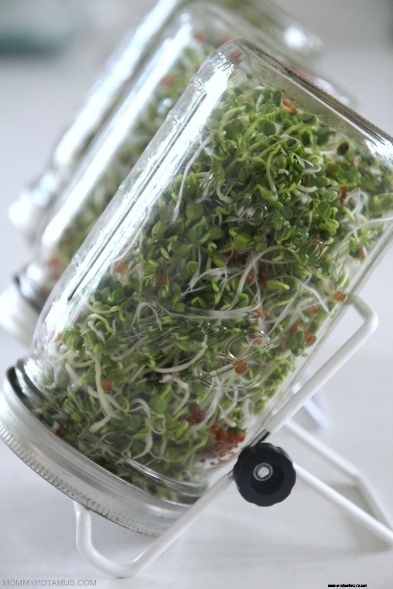 Grow Sprouts at Home: A Simple Guide to Fresh, Nutritious Sprouts