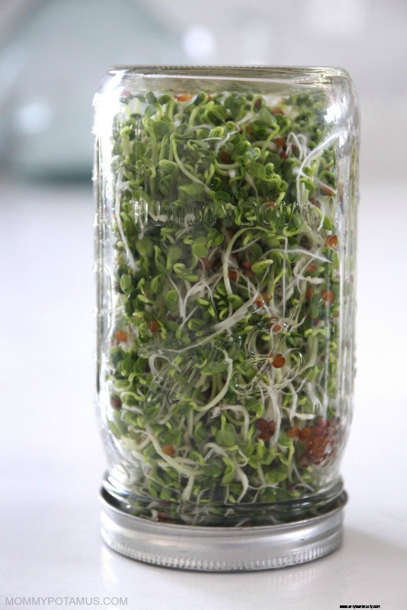 Grow Sprouts at Home: A Simple Guide to Fresh, Nutritious Sprouts
