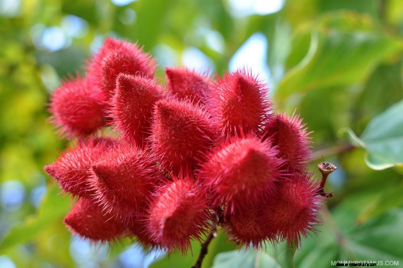 Tocotrienols: Unlocking the Power of Vitamin E s Often-Overlooked Cousin