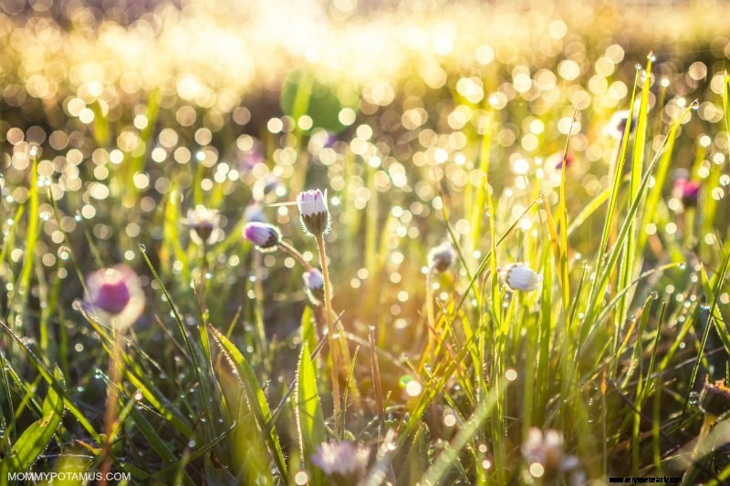 Sunlight & Health: 11 Proven Benefits & FAQs