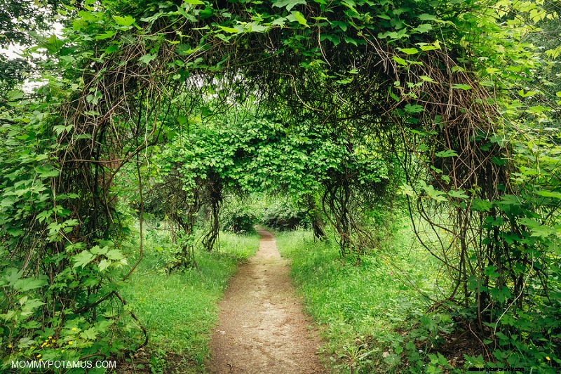 Unlock Wellness: 9 Proven Benefits of Forest Bathing