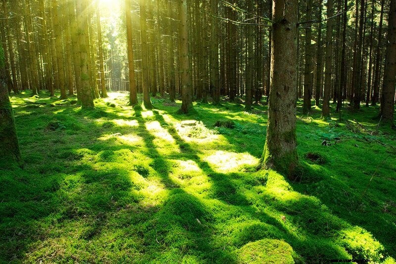 Unlock Wellness: 9 Proven Benefits of Forest Bathing