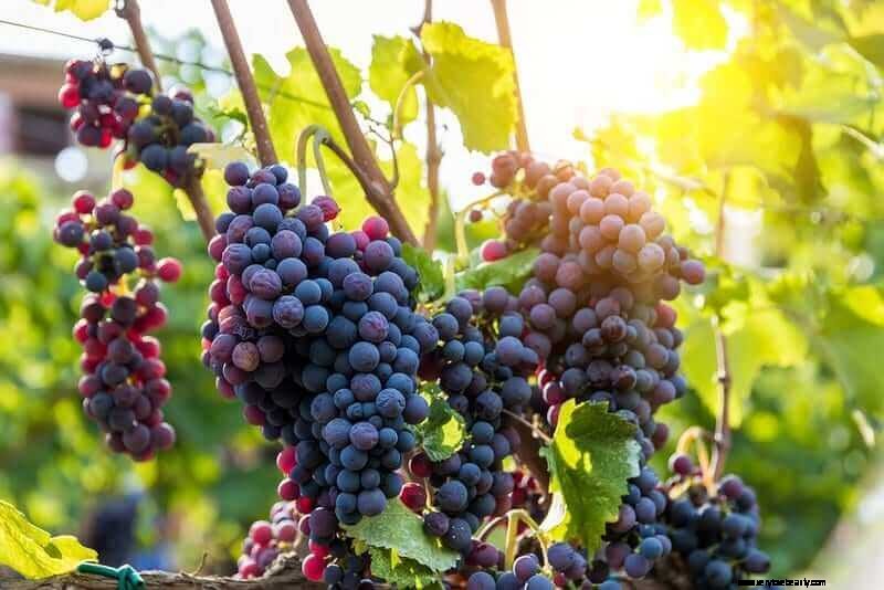 Understanding Natural Wine: A Guide to Choosing & Enjoying