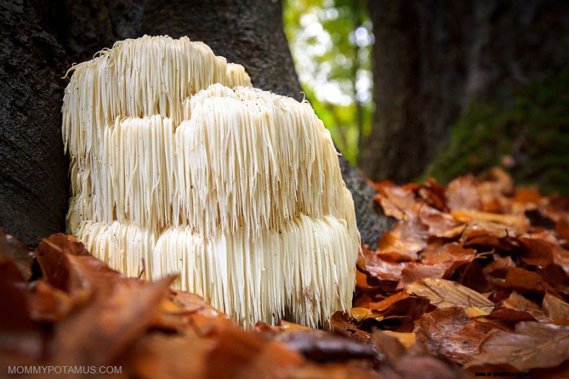 Lion s Mane Mushroom: Benefits, Uses & Health Advantages