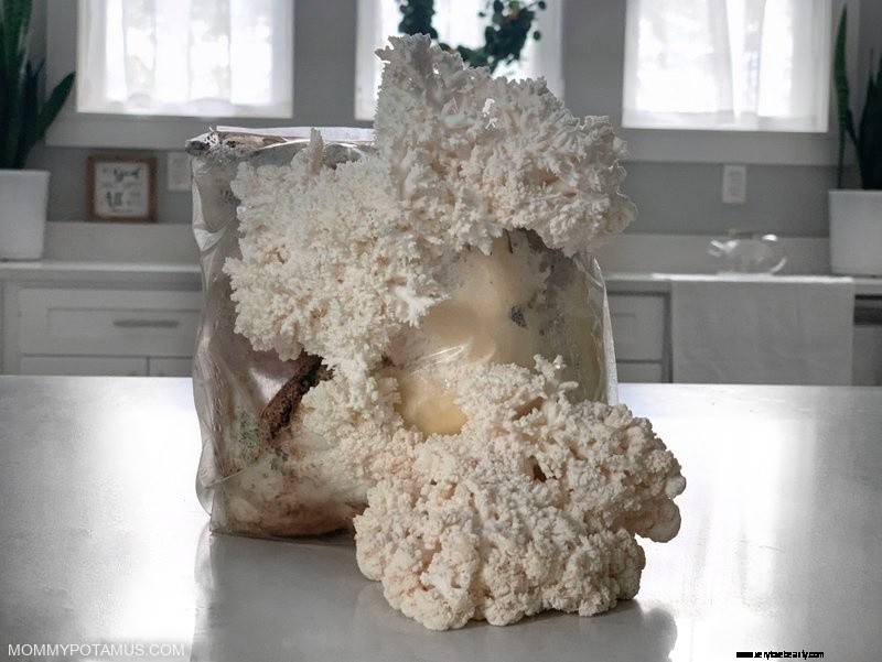 Lion s Mane Mushroom: Benefits, Uses & Health Advantages