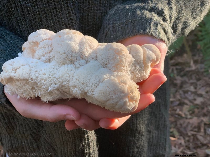 Lion s Mane Mushroom: Benefits, Uses & Health Advantages