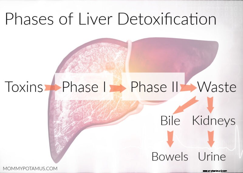 Support Liver Detoxification: Essential Strategies for Optimal Health