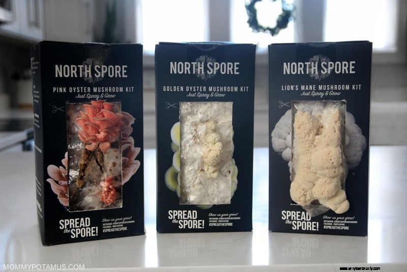Best Mushroom Growing Kits for Beginners: Grow Your Own Delicious Fungi