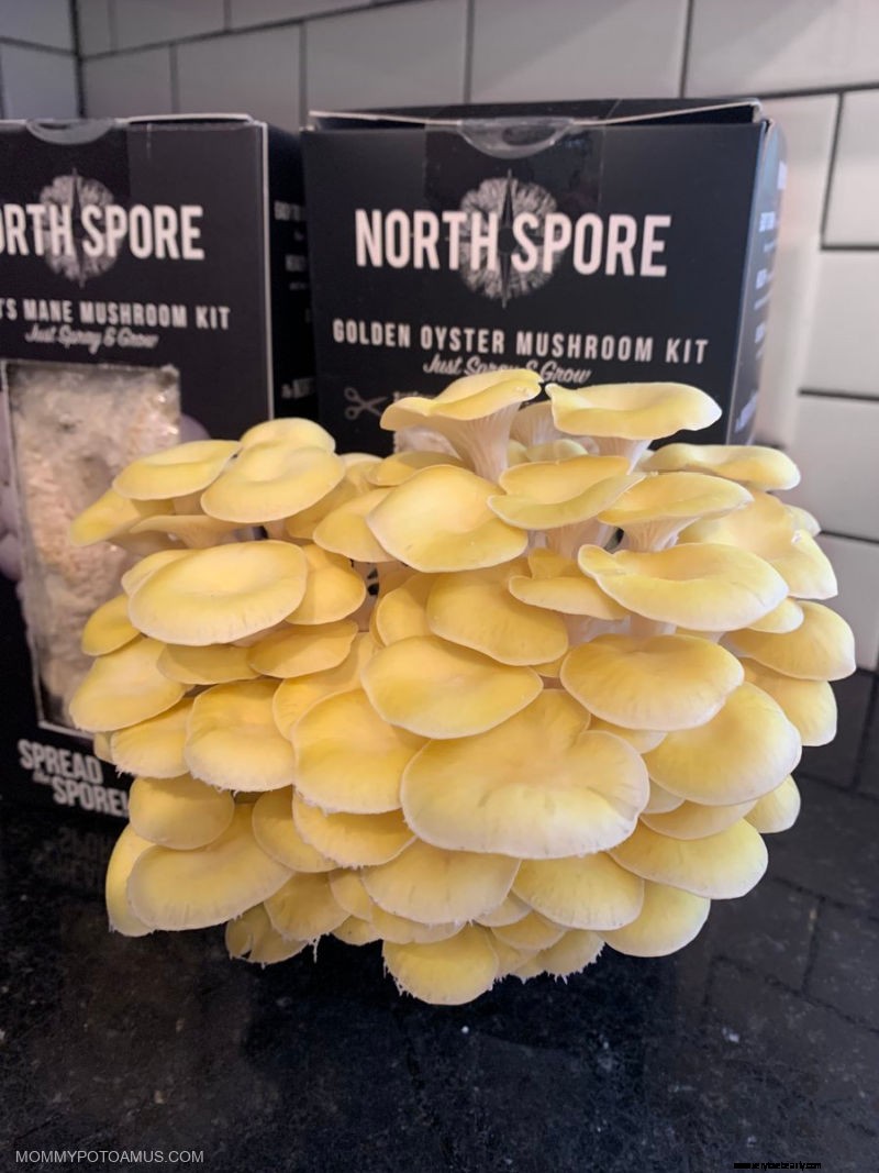 Best Mushroom Growing Kits for Beginners: Grow Your Own Delicious Fungi