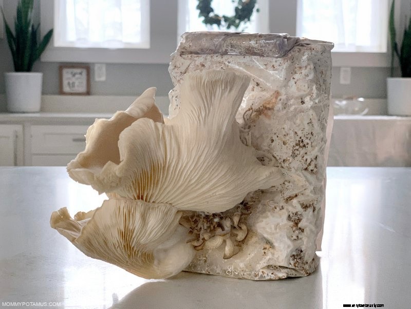 Oyster Mushrooms: Health Benefits, Uses & Growing Guide
