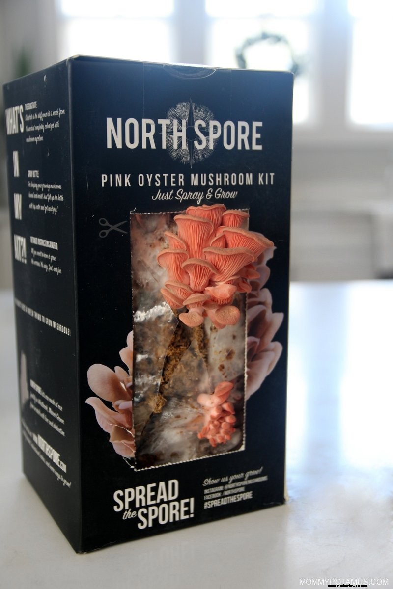 Oyster Mushrooms: Health Benefits, Uses & Growing Guide