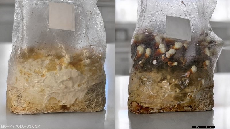 Best Mushroom Growing Kits for Beginners: Grow Your Own Delicious Fungi