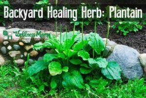 Backyard Herbs: 7 Natural Remedies You Can Grow
