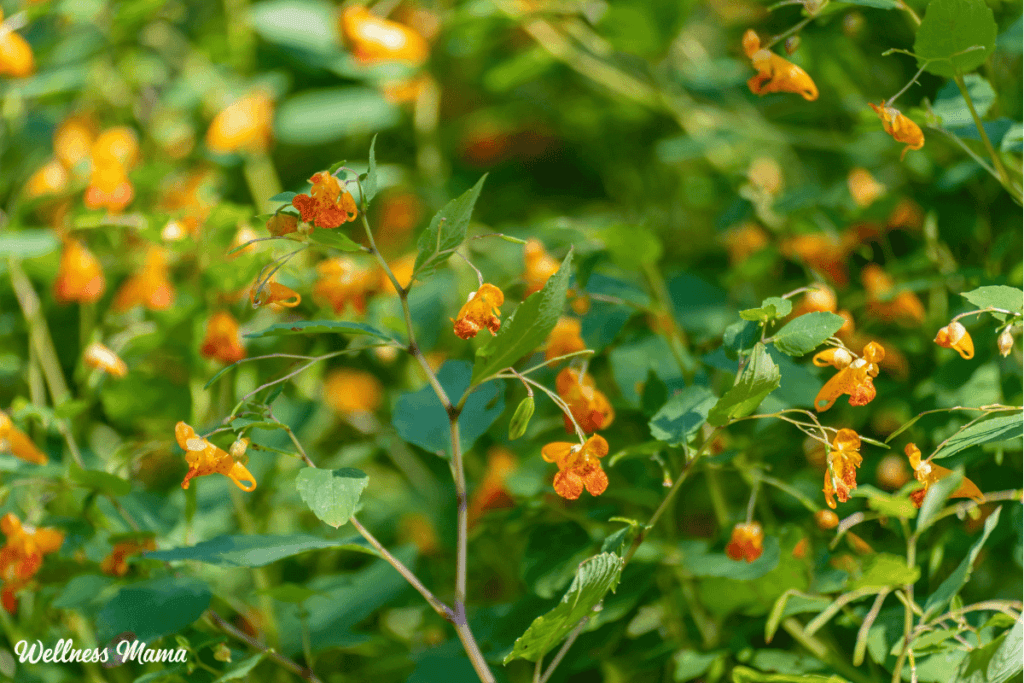 DIY Jewelweed Salve: Natural Relief for Poison Ivy, Eczema & Bug Bites