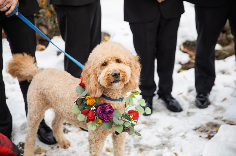Pet-Friendly Weddings: Creative Ways to Include Your Furry Friends